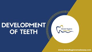 Development of Teeth  Amelogenesis  Dentinogenesis [upl. by Ellahcim]