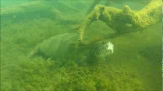 Snapping Turtle Chelydra serpentina Merrymeeting Lake NH 731123 [upl. by Anivlem]