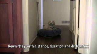 Maltipoo Stop Dog Barking Dog Anxiety [upl. by Medea272]