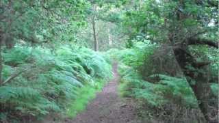 Old Southwold Railway Track 2 [upl. by Atnim]