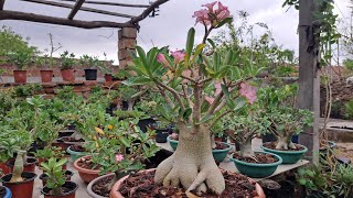 Adenium Arabicum Golden Crown 👑 I have lost this plant [upl. by Htenywg288]