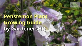 Penstemon Growing Guide [upl. by Oirramed]