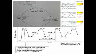 Process of PCR Reactions in Details [upl. by Tufts562]