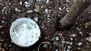 Ants Gone without Harmful Poisons with Baking Soda amp Powdered Sugar [upl. by Petulia]