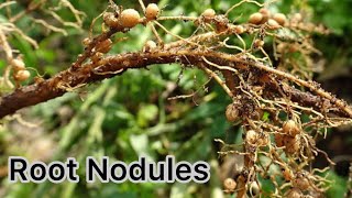 Root nodule formation Root nodules Mycorrhiza Mycorrhizal association mycorrhiza Mycorrhizal [upl. by Ylla]