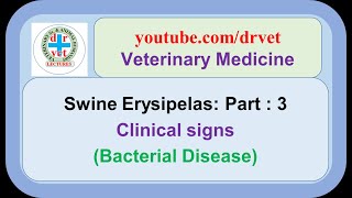 Swine Erysipelas Part 3 l clinical signs [upl. by Fonsie]