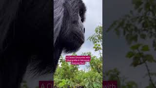 A Close encounter with silverback gorilla on 3 Days Gorilla Trekking In Volcanoes National Park [upl. by Aileahcim]