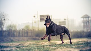 How to Help Your Doberman Adjust to Unfamiliar Environments [upl. by Ibed748]