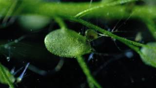 Carnivorous Bladderwort Fastest Plant in the World [upl. by Eanert]