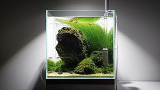 30큐브 수초항  30cm cube planted aquarium [upl. by Atlanta]