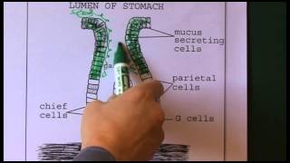 Gastrointestinal anatomy and physiology [upl. by Esydnac]