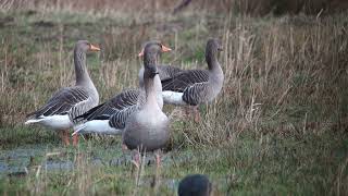 Pink footed Goose Kleine rietgans Munnikenpolder The Netherlands Luuk Punt 240210 0 [upl. by Everard]