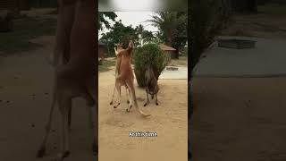 Two kangaroos are fighting and someone is trying [upl. by Pollux]