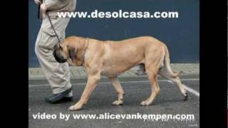 Is the Fila Brasileiro camelwalk and trot movement natural or learned [upl. by Name]