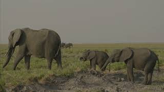 Chobe National Park  Chobe Safari Lodge  Botswana [upl. by Alwyn]