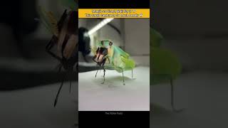 Mantis vs Lizard  The Most Deadly Predator [upl. by Nohsav]