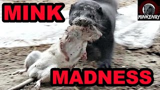 Rat Invasion SMASHED by Mink and Dogs [upl. by Gora]