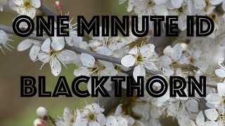 Blackthorn Prunus Spinosa An Army of Thorns One Minute ID [upl. by Anivid]