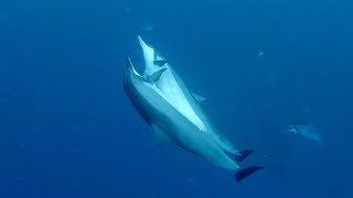 Diver Catches Pair Of Dolphins Mating [upl. by Losse]