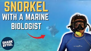 Snorkel with a Marine Biologist In the MALDIVES [upl. by Aihsenet]