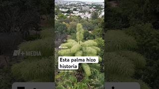 Esta palma hizo historia [upl. by Iarahs539]