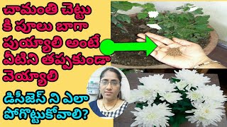 Chamanthi mokkala carehow to grow chrysanthemum planthow to kill aphids in chrysanthemum [upl. by Anicart]