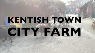 Kentish Town City Farm [upl. by Annirac832]