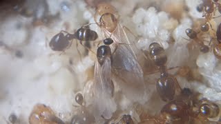 pheidole megacephala alates [upl. by Jorgensen682]