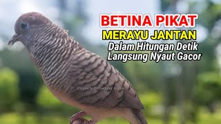 Suara perkutut betina memanggil jantan  The voice of the female turtle dove calls the male [upl. by Yeldahc]