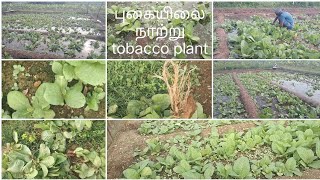 புகையிலை நாற்று பொயிலை tobacco plants in the form [upl. by Etteloiv]