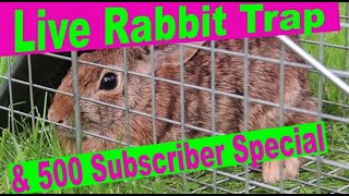 Live Rabbit Trap How to Humanely Win the War Against Rabbits in the Garden 500 subscriber special [upl. by Niuqaoj16]