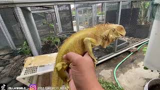 UNBOXING IGUANA ALBINO BETINA PEMBERIAN SUBSCRIBER [upl. by Whitver]