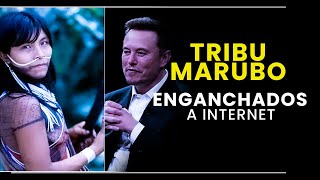 TRIBU MARUBO ENGANCHADOS AL PRNO GRACIAS A ELON MUSK  Info actualizada 2024 tribumarubo [upl. by Nodnalb28]