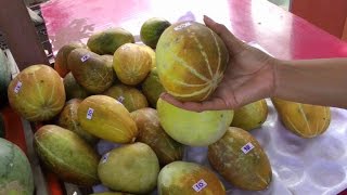 Tang Thai Muskmelon  Cucumis melo L  HD Video [upl. by Miranda]