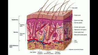 The Integumentary System  The Dermis amp Hypodermis [upl. by Einaffyt]