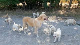 How a dog mother teaches her puppies to leave her in peace and stop drink milk [upl. by Cyrill]