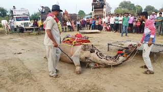 Subhash karnawat ke camel dance in sultana।।camel dance।। sultana।। camel [upl. by Yenruoj]