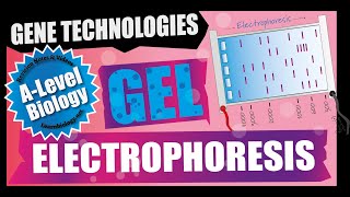 Gel Electrophoresis  A Level Biology [upl. by Salazar]