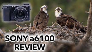 Does this Mini Mighty Mirrorless Camera Excite You Sony a6100 Review [upl. by Alben]