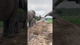 Baby Elephant Phabeni Rubs Against Lundi While the Bigger Elephants Surround Their Humans 🐘💚 [upl. by Pesvoh]