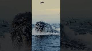 Humpback whale Eating 1 billion anchovies [upl. by Laved]