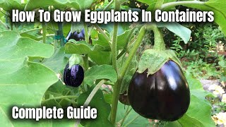 How To Grow Eggplants In Containers  The Complete Guide To Growing Eggplants [upl. by Vange]