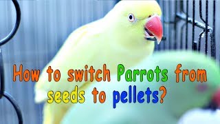 How to switch your birds from seeds to pellets [upl. by Ecital]