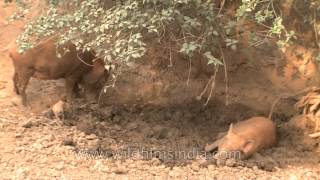 Pigs and piglets wallow in mud pit [upl. by Llet294]