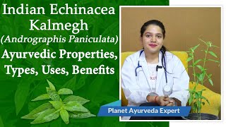 Indian Echinacea  Kalmegh Andrographis Paniculata  Ayurvedic Properties Types Uses Benefits [upl. by Aseral878]