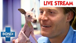 Bondi Vet To The Rescue Watch The Full Season LIVE 🔴 Full Episodes [upl. by Naejarual]