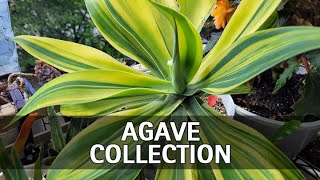 My Full Agave Collection Tour [upl. by Ynohtnael]