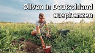 Projekt Oliven in Bayern anbauen  VLOG 001 [upl. by Akzseinga]