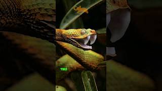 The bush viper snake  Atheris [upl. by Yesor]