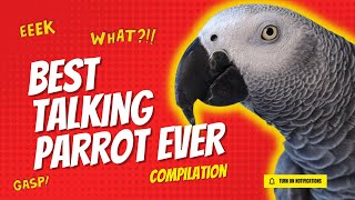 Best Talking Parrot Compilation  Gizmo the Grey Bird [upl. by Alver]